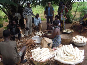 manioc à OURGBO